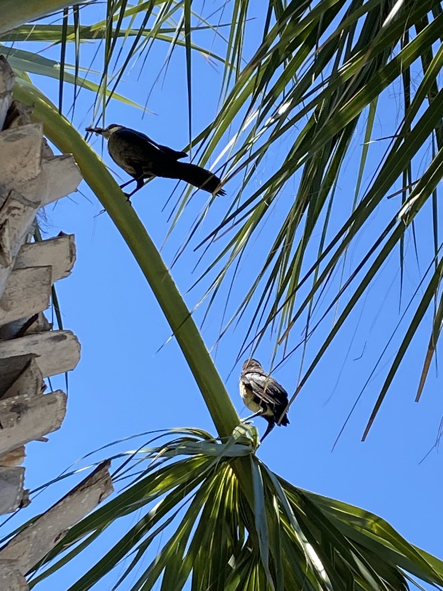 Headed home from a few days on Tybee Island. The only photos taken were of the boat-tailed Grackle. A fitting name for a bird that makes my, chain smoker sounding, game hens seem like songbirds. They had fledglings in the palmetto tree that brushed up against the railing on the