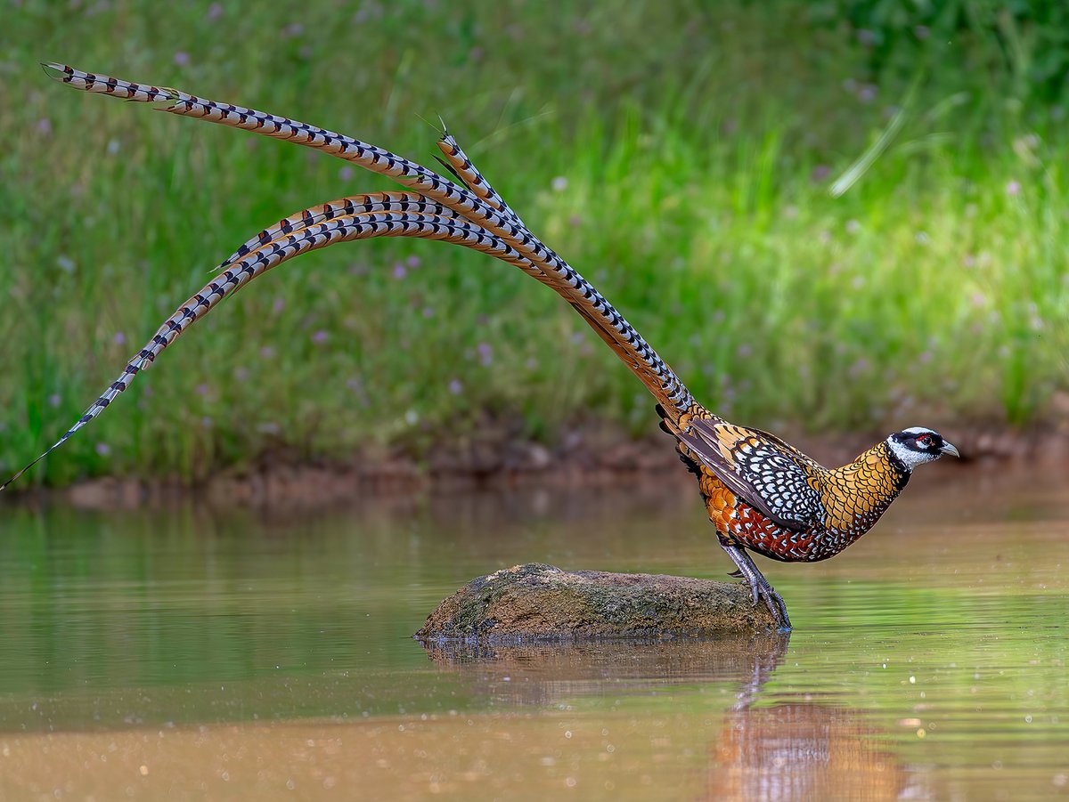 male Reeves's Pheasant (白冠长尾雉,Syrmaticus reevesii), in Henan province.
Endemic to #China, it is under top-class state protection. ❤赵康荣

#Chinese #nature #Peace  
#wildlife #photography
#birds #BirdsSeenIn2024