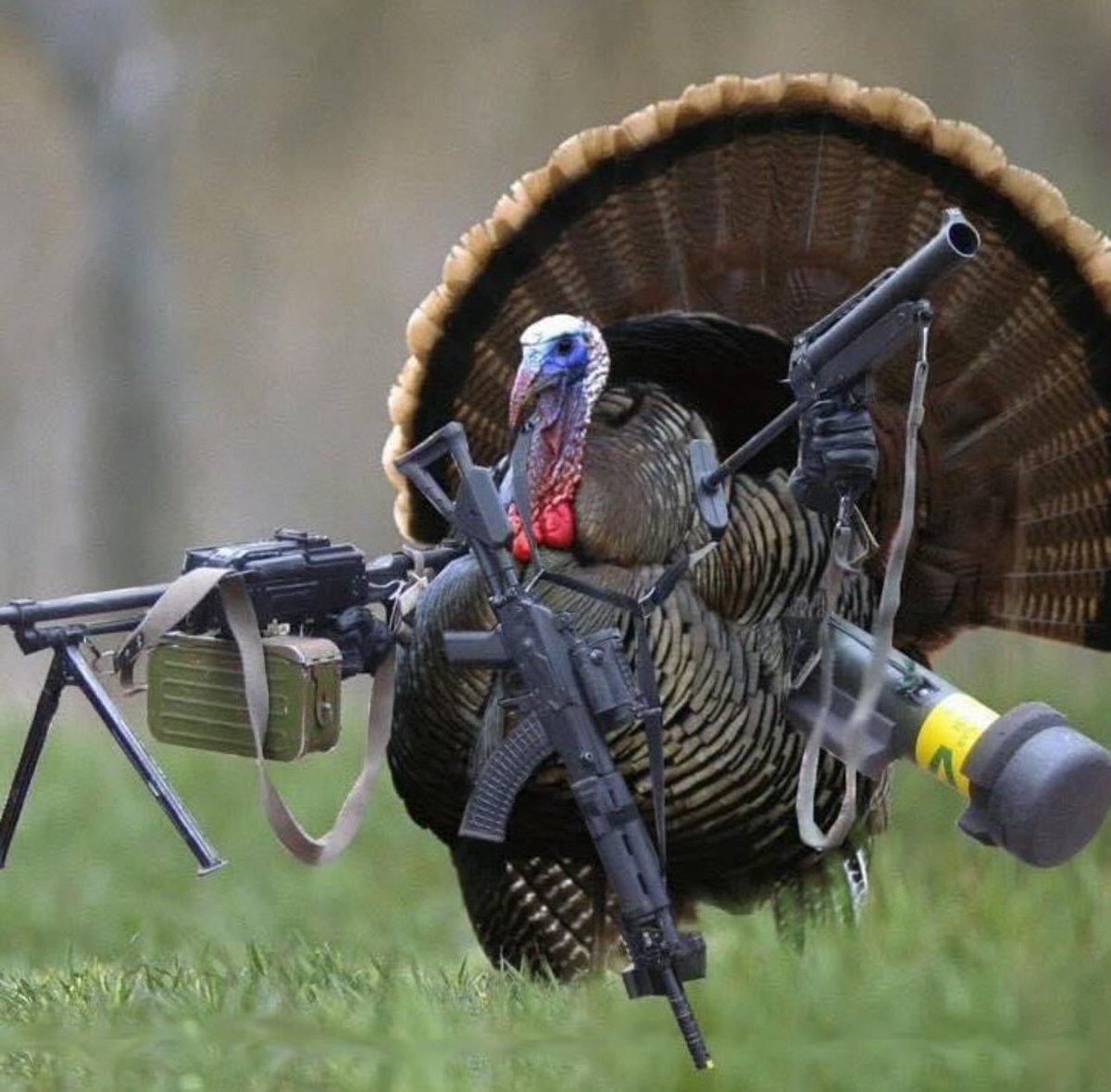If you’ve never Turkey Hunted… it’s like this