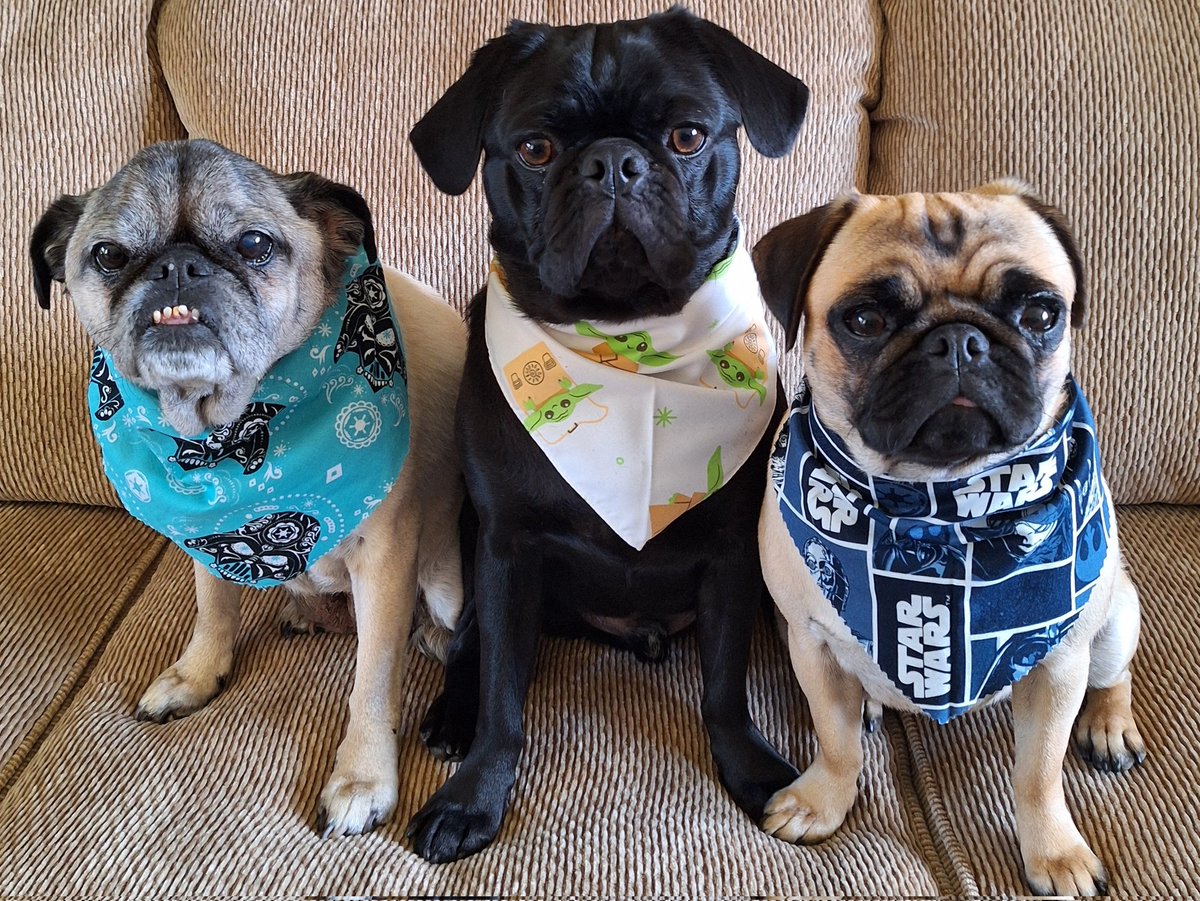 YOU KNOW WE HAVE TO SAY IT, OR MAYBE CONVAY IT🤔WITH OUR BANDANAS😁... #Maythe4thBeWithYou! Happy #StarWarsDay everyone. #puglife #dogsoftwitter #dogsofx #StarWars #Pugs #pugsoftwitter #Lucy #Zinny #Winny #MayThe4th #HappySaturday