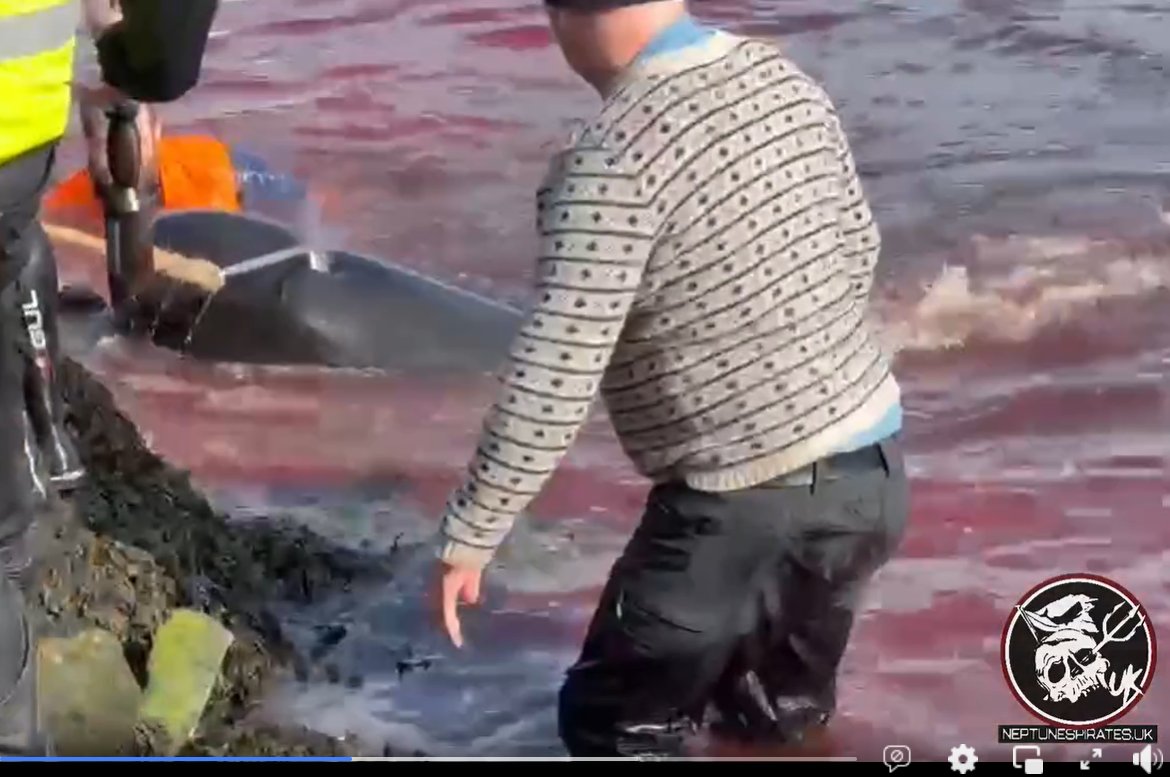 #FaroeIslands 1st #Grindadrap of this Year today 4th May in Klaksvik, 35 Long Finned #PilotWhales slaughtered. Driven for 90 mins, stressed & exhausted then pulled onto sharp rocks while they paralised them before slicing them open to bleed out into the Ocean 😧
📷Palli Justesen