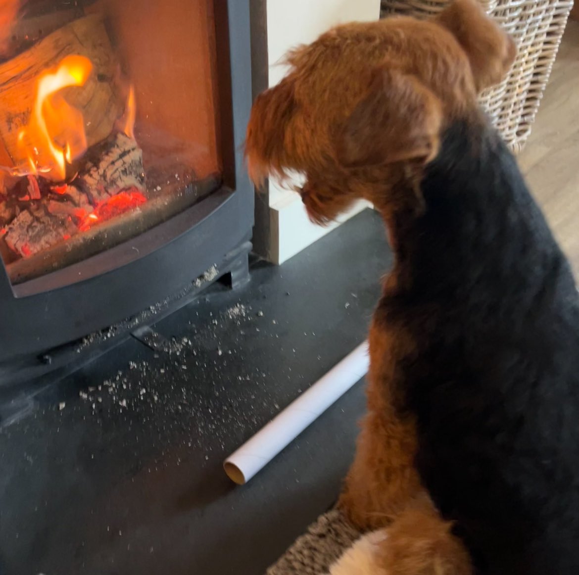 Bonnie has collected a roll to add to her fire 🤣