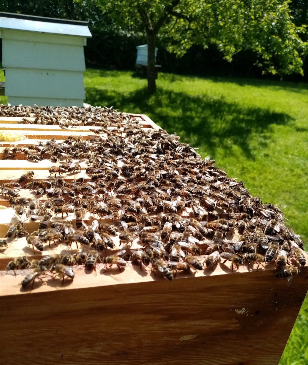 The girls out in force working the apple and hawthorn blossom today and enjoying the warm Suffolk sunshine today 🐝☀️ @britishbee @FarmingUK @suffolkwildlife #Suffolk #honey #bees #food