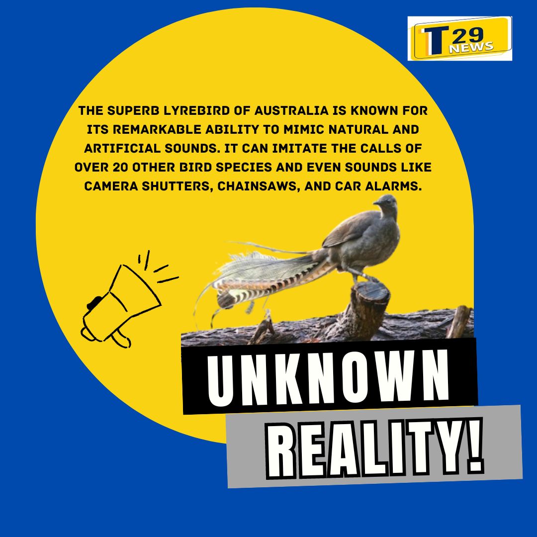 Is It Real 🤔? WOW...! 😲 So Amazing...!🤩
#factsfirst #interestingfacts #unknownfacts #lyrebird #Australian #Australians #t29news
