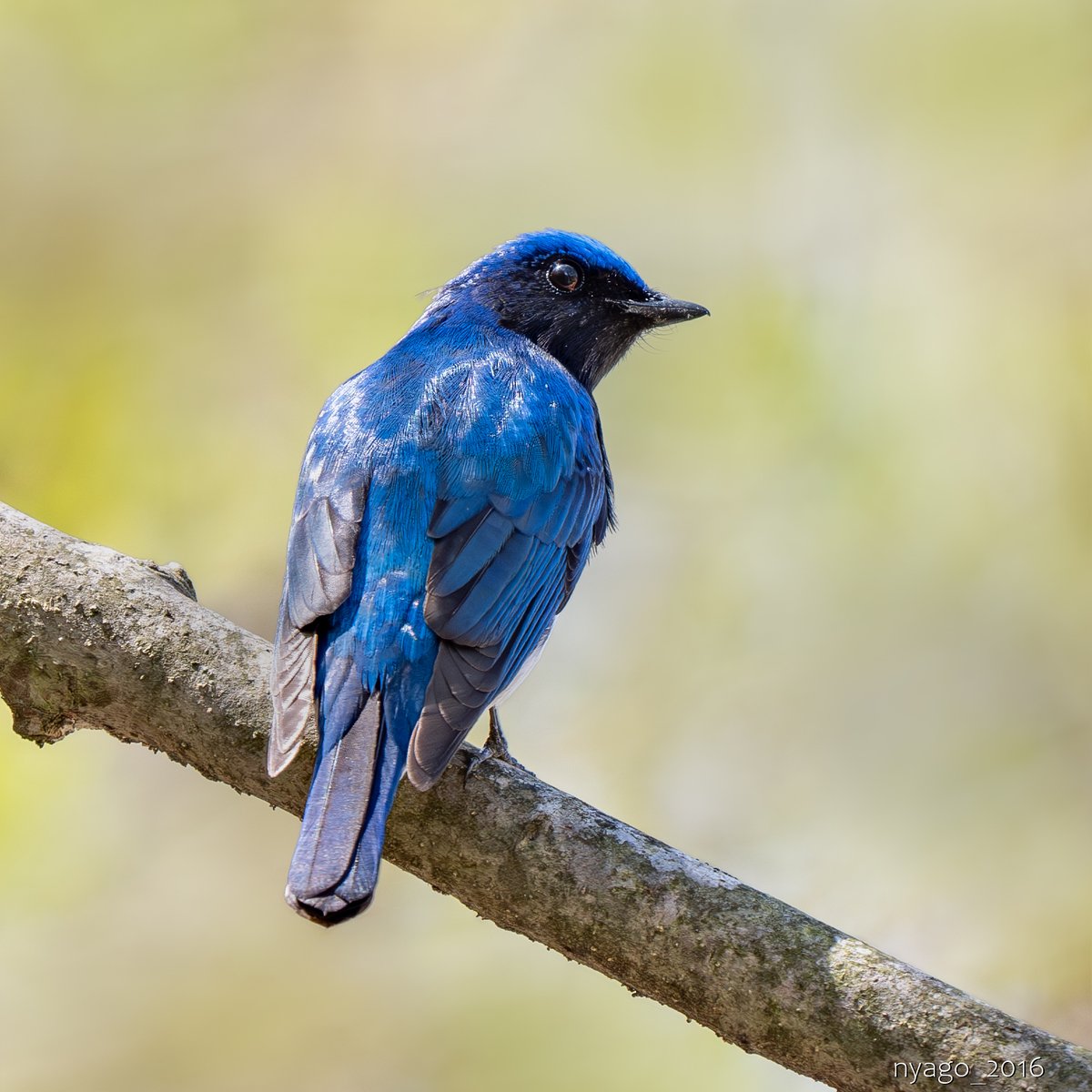 #見返り の #オオルリ さん♪ 
#BlueandWhiteFlycatcher #鳥 #野鳥 #bird #wildbird