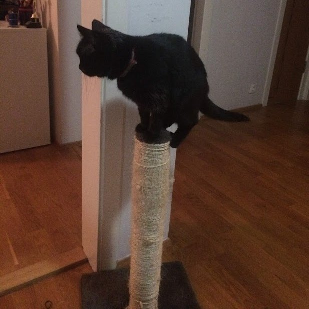 measured jump on top perfect catculation #graph now to get back down #vss365 #Caturday #CatsOfTwitter