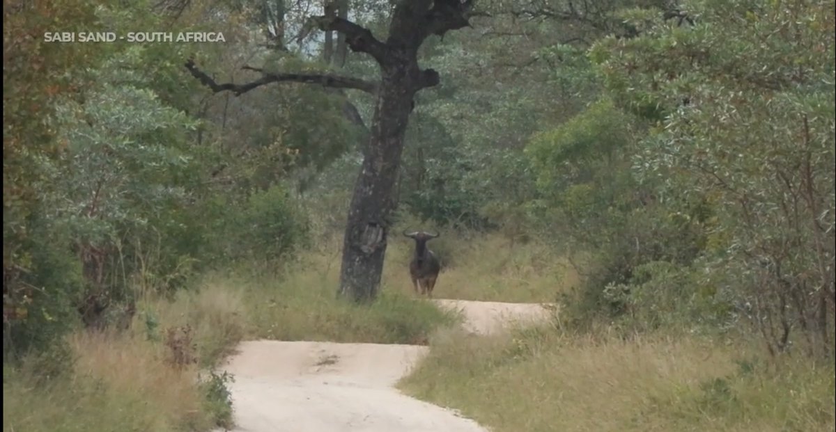 #wildearth Tristan/Panda saw this wildebeest this morning,could this be our beloved GEORGE??