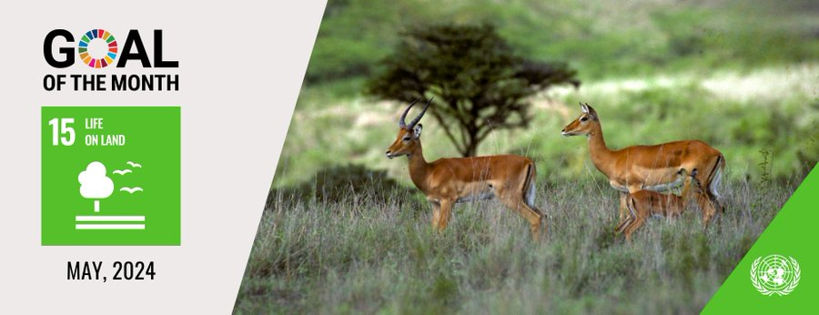 #SDG15 - Life on Land, is May Goal of the Month. We rely on nature for our survival, yet the world is facing a crisis of climate change & biodiversity loss. Learn how you can contribute to preserving life on land, protect biodiversity & ecosystems. bit.ly/SDGinFocus #SDGs
