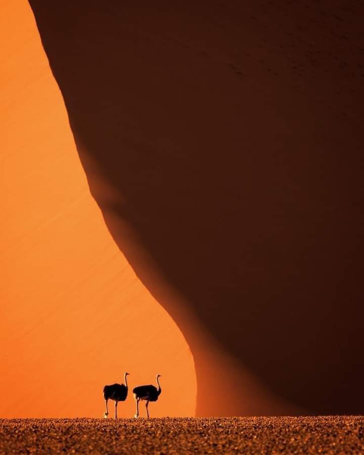 Avestruces, Desierto de Namibia, África 🧡🖤
📸 Kjetil Solberg