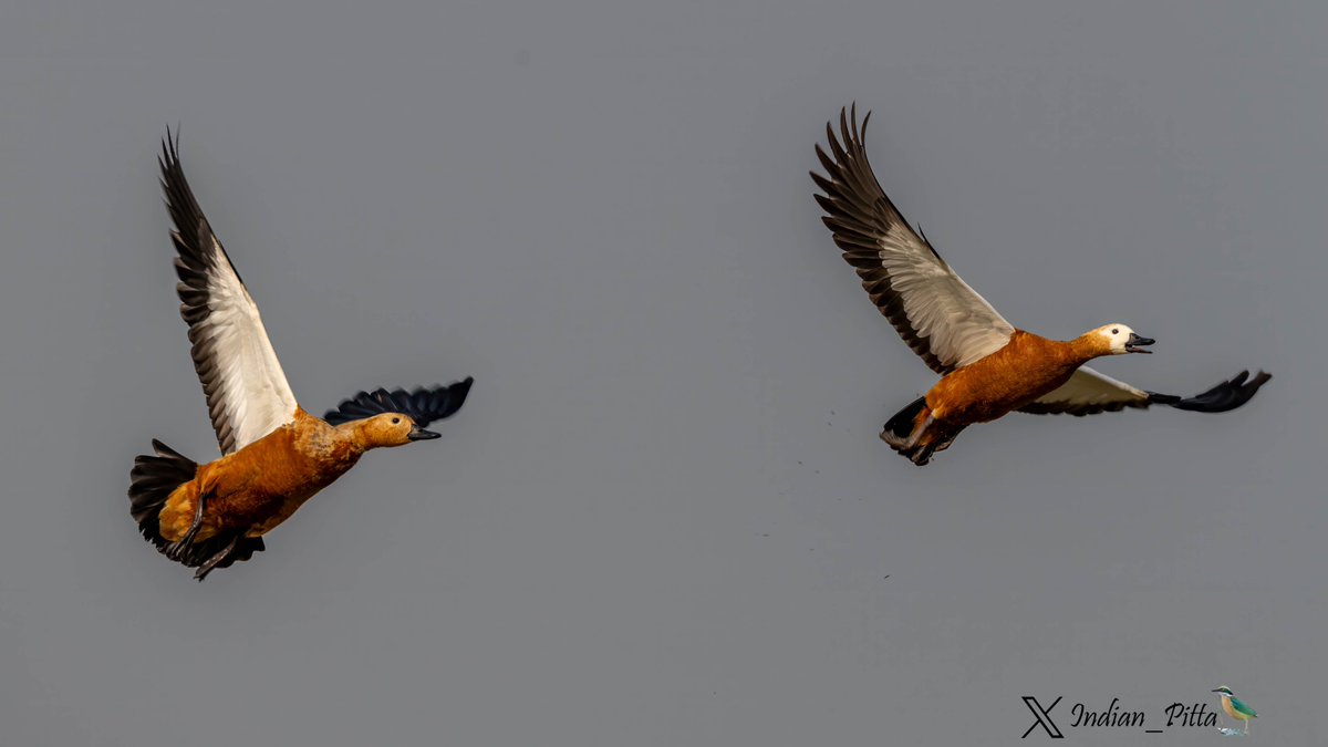 Saw a pair of ruddy shelduck today during morning birdwatching. They could be the last lot left in planes now. Until we see them again later this year during migration. Isn’t bird migration a fantastic phenomenon on the earth ? What are your thoughts?