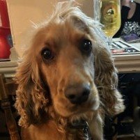 #LOST #DOG NALA 
Adult #Female #CockerSpaniel Golden Tan #Spayed 
#Missing from Furzenhall Farm Furzenhall Road #Biggleswade #Bedfordshire #SG18 South East 
Friday 3rd May 2024 
#DogLostUK #Lostdog #ScanMe 

doglost.co.uk/dog/191975