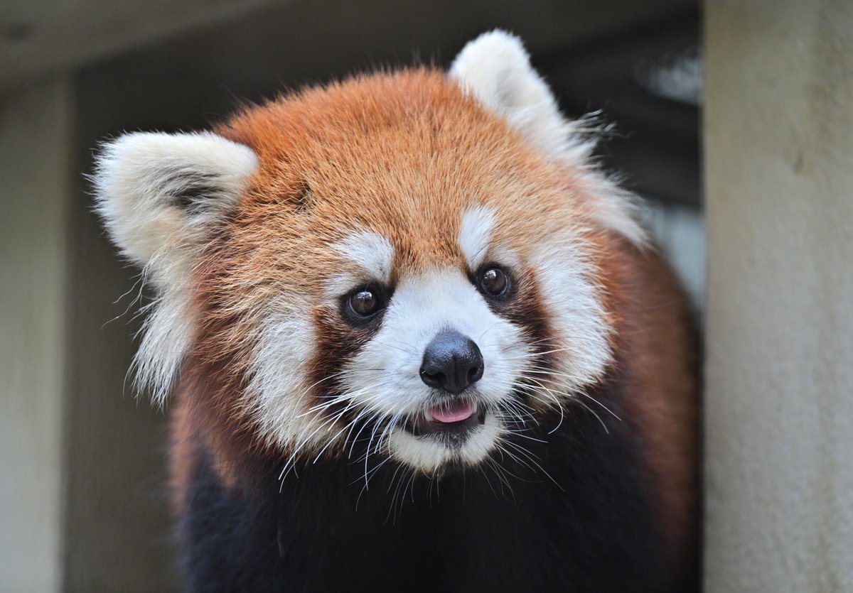 今日もカワイイぜ！あこたん😍
#熊本市動植物園 
#レッサーパンダ