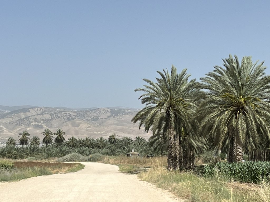 Summer heat: 37C here in the Jordan Valley today.