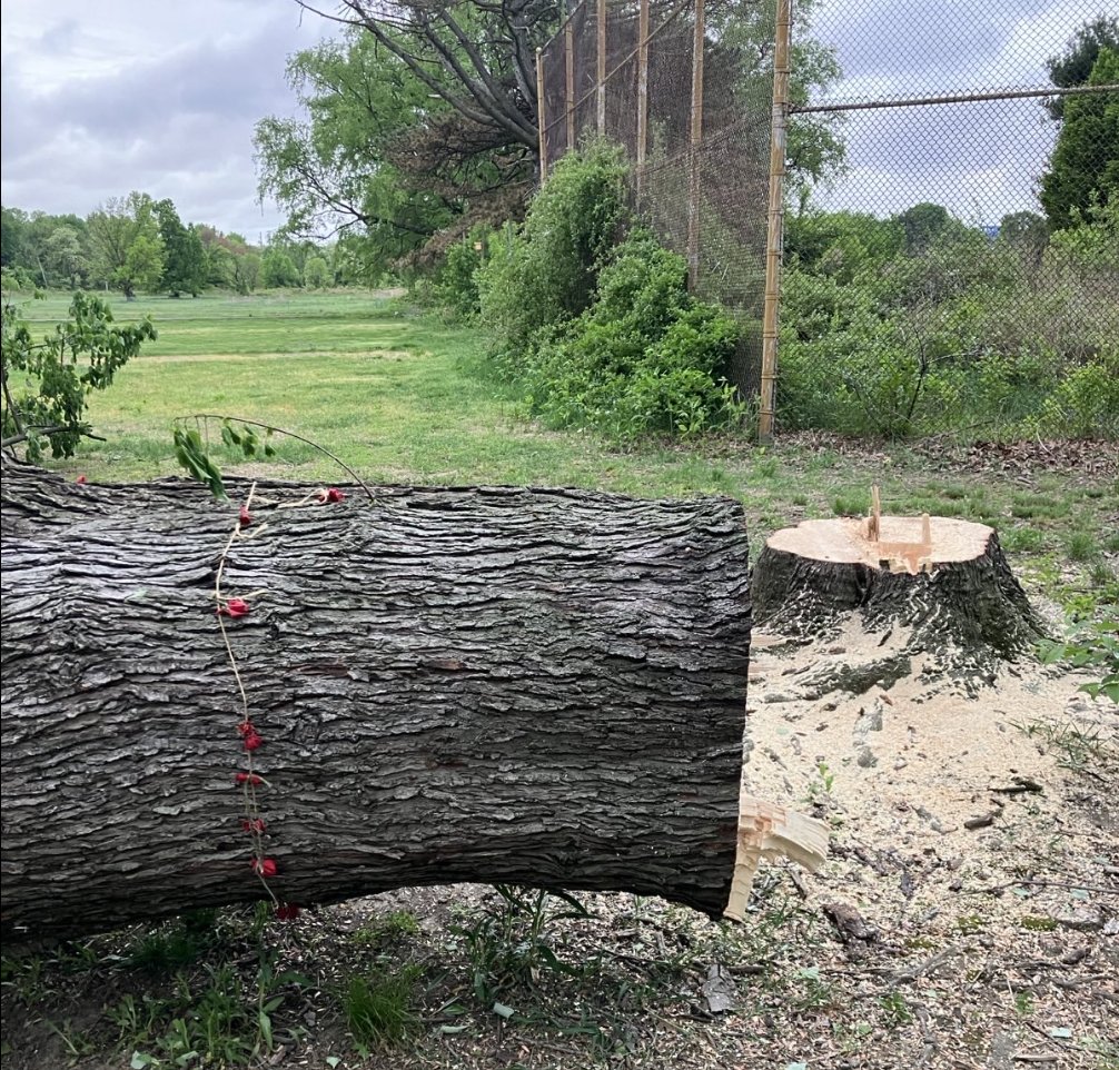 SATURDAY MORNING Trees are coming down again! This time the river birches. Who can get down there? Share with your network! This cannot be done without the people watching, without the people yelling MURDER!