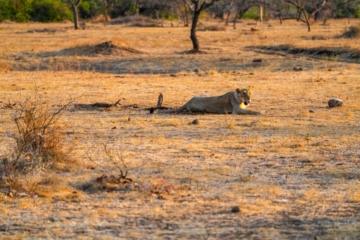 Don't fear the roar, fear the one who makes it. ..
#Lion #girnationalpark #lionsafari #lionroar #asiaticlion #devaliyasafarizone #wildlife #animals #girsasan #sasangujrat #singhsadan #fotolobby #SonyAlphaIn #GujaratTourism #wildlifephotography #nature #wildlifeonearth