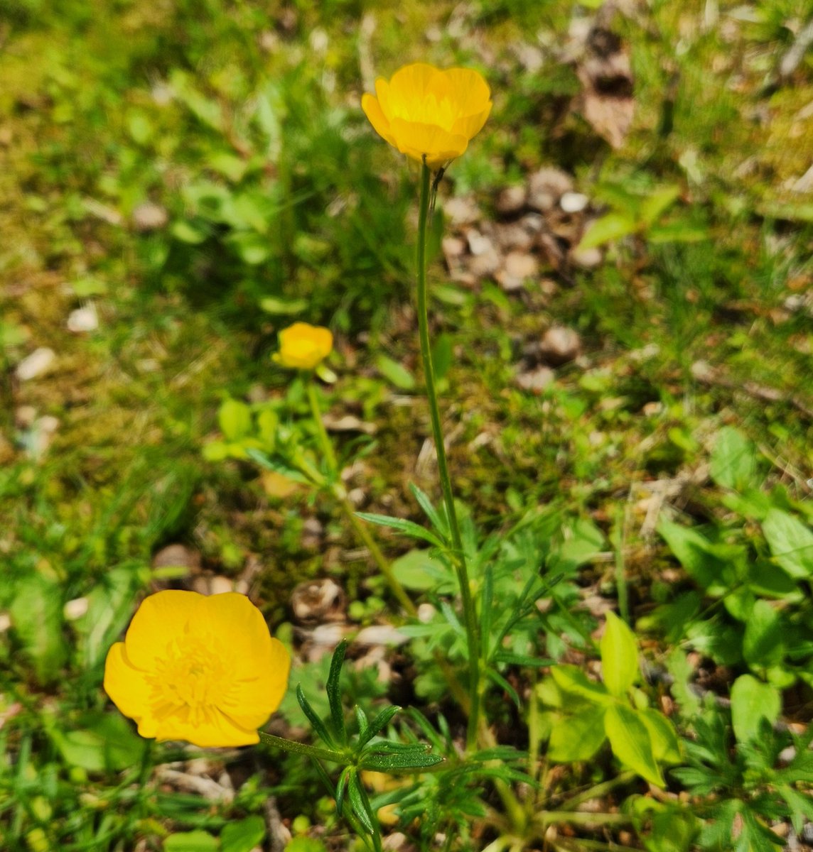 These cute little yellow flowers have many interesting name's; Buttercup, King's Cup, Goldcup, Frogsfoot etc. What do you call them where you're from? 🏵