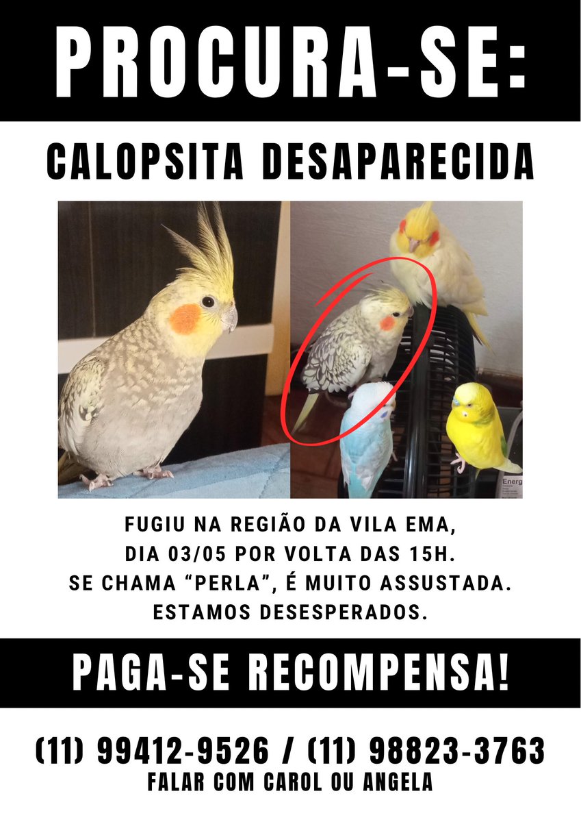 VILA EMA - ZL DE SÃO PAULO

CALOPSITA DESAPARECIDA 🦜

por favor, nos ajudem com rt 🙏

caso alguém a veja, NÃO tente pegar. ela é muito assustada e vai voar pra longe. nos avise que vamos na hora
