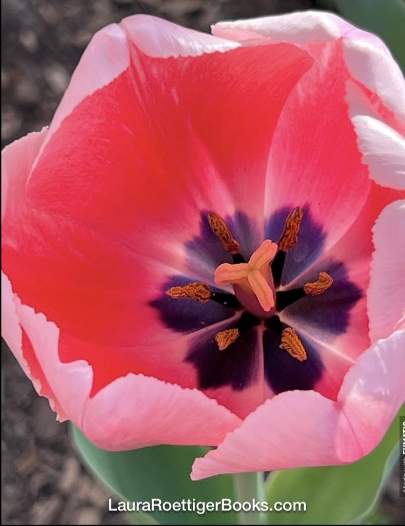 Perfect pink tulip Mother Nature’s dazzling geometry class #HaikuSaturday #photography