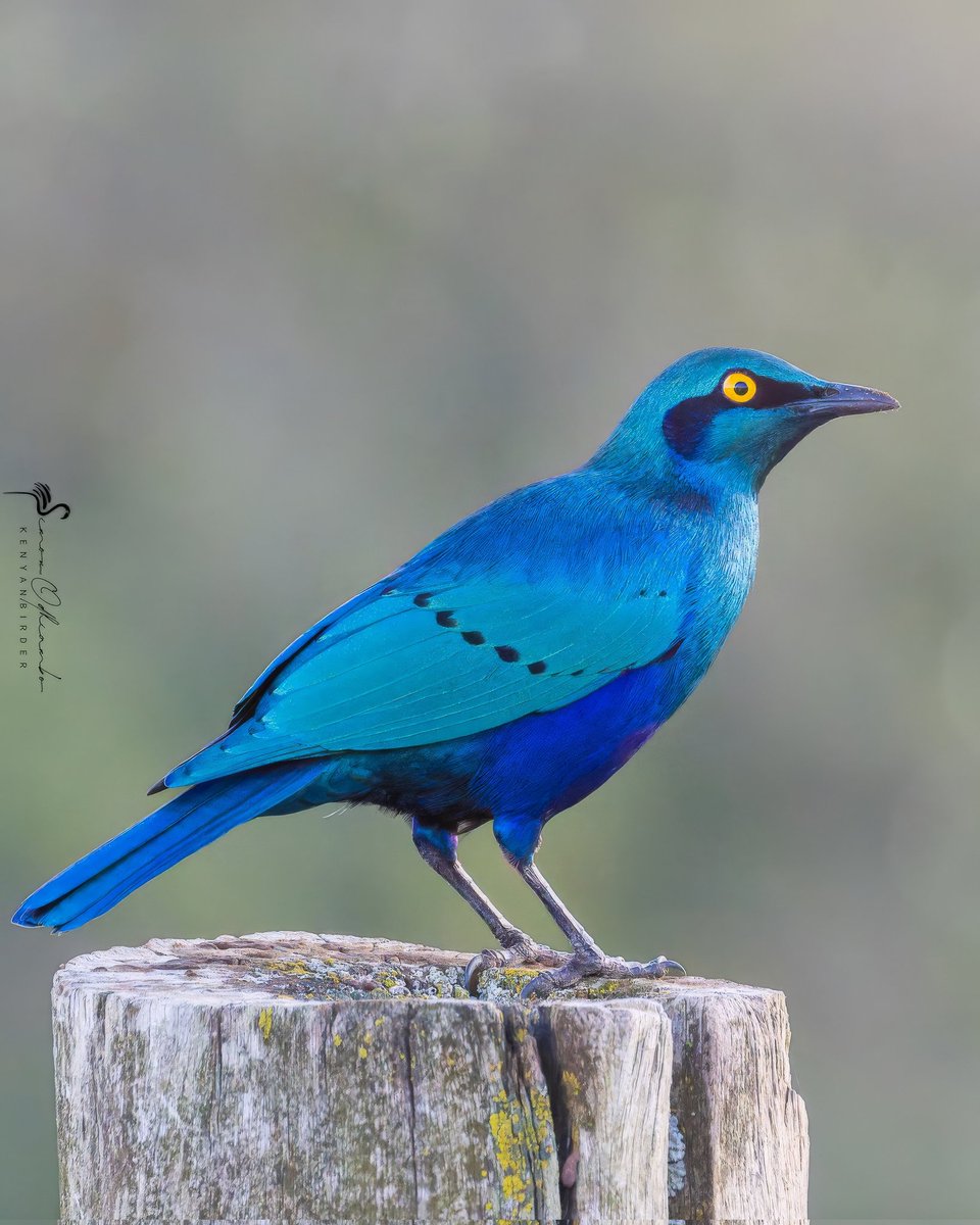 Greater Blue-eared Starling