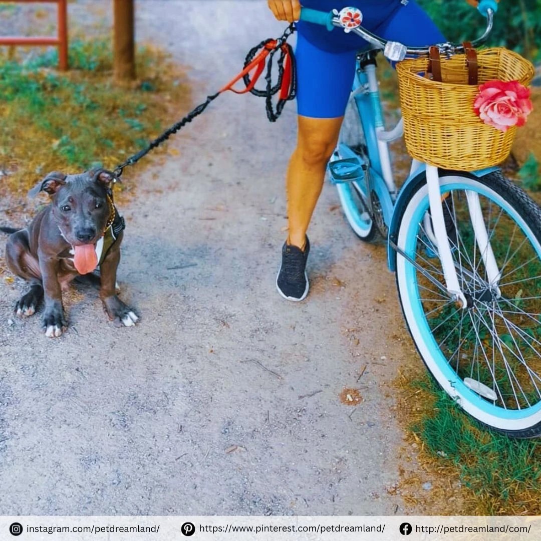 Wheelie excited for the weekend! My hooman and I are going to be bi-cycling buddies. 🚴♂️

#dogstagram #dogsdaily #dogwalking #dogadventures #dogleash #dogrunning #dogtraining #spring #petsupplies #pets #dogleash #petproducts #doglovers #petdreamland