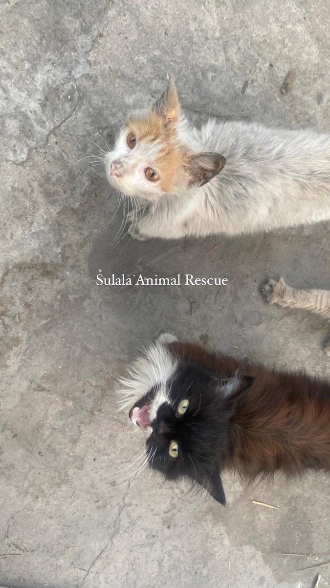 Hey! If stories about Plantain ever brought you joy would you please consider donating a pound or 2 to Sulula Animal Rescue in her name? They're the only rescue in Gaza and have been risking their lives to protect and save abandoned and lost animals. paypal.com/paypalme/helps…