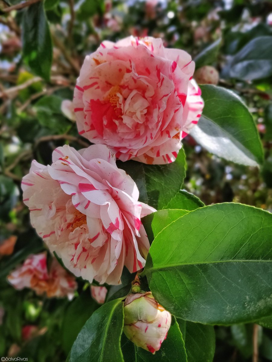 Semella que vamos ter unha finde pasada por auga 🌿🧬☔🕊️. Boa finde chiador@s! 📷📌 Val do Umia. #Photography #photo #mobilephotography #nature #natureza #naturaleza #spring #Camellia #Garden #Countryside #Galicia #Galiza