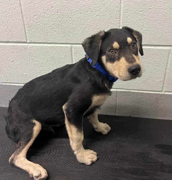 Little #puppy GRUB #A367652 4mo,has injured back leg,needs medical care & a loving home! Shelter wants to KILL him🤬WE can't let that happen! PLZ #ADOPT #FOSTER OR #PLEDGE TO ATTRACT A RESCUE 🛟 #CorpusChristi #Texas He is scared at shelter, because he is in pain,but such a babe.