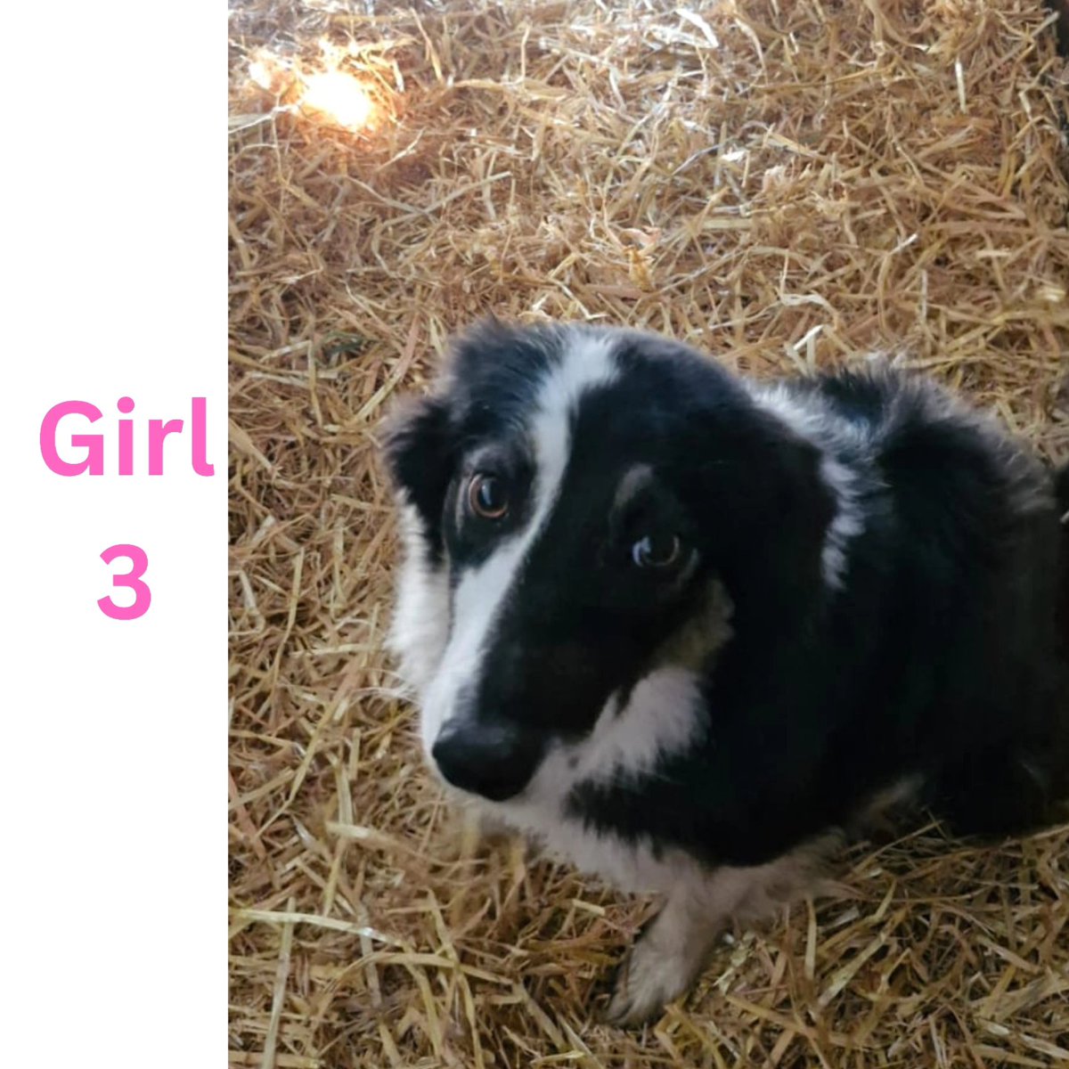 We would like to introduce you to these lovely 4, seized from environmental protection 💔. mum (5 yrs) & 3 female pups (18 mths). We would love to give them all names so, feel free to put your suggestions below! Massive loving welcome to CollieHQ Ladies 💕💕💕