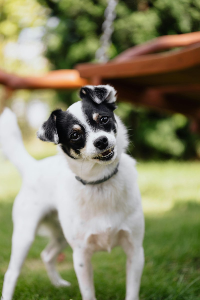 Ever wonder what your dog's wagging tail means? It's their way of communicating happiness and excitement!

#DogTips #PetCare #DogHealth #DogTraining #DIYDog #DogLife #DogGrooming #HealthyPets #PuppyLove #DogBehavior #TailWagging