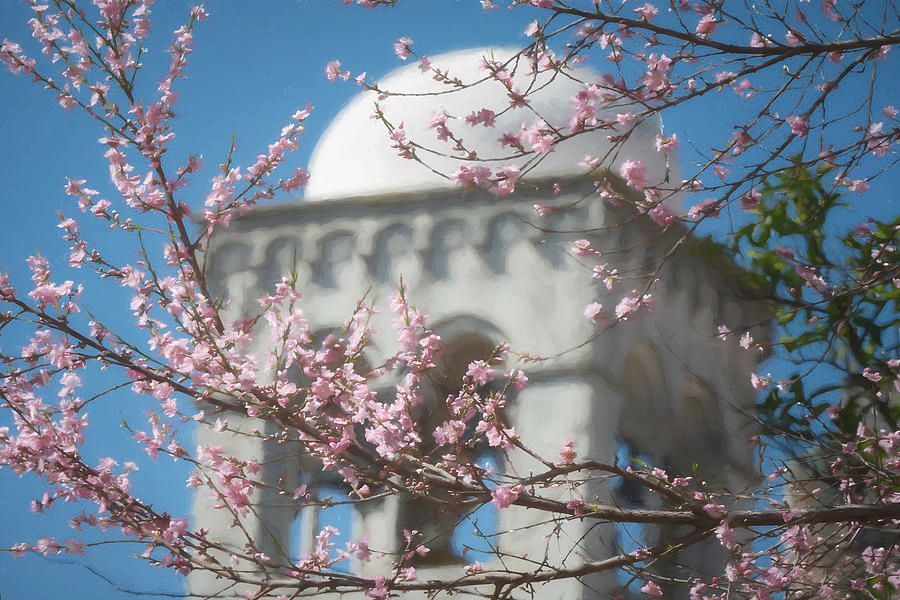 Flowering Trees Sicily! buff.ly/3x6vWfe #flowers #flowering #pink #castelmola #sicily #belltower #tower #italy #AYearForArt #BuyIntoArt # #giftideas @joancarroll