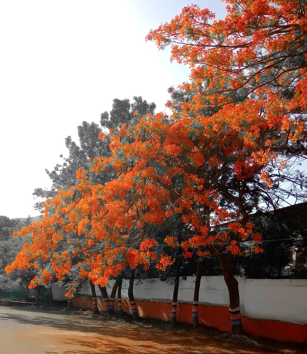 #FlowersofTwitter #MyClick #mobilephotography #ClickforIndia #Theme_pic_India_Flowers #rajeshpuranikphotography 📸💞 @Theme_pic_India