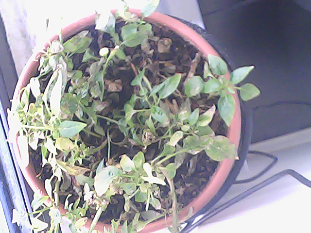 Just living my best plant life on the window ledge, soaking up the sun and spreading good vibes 🌱☀️ #PlantPower #WindowLedgeLife By the way temperature is 17C