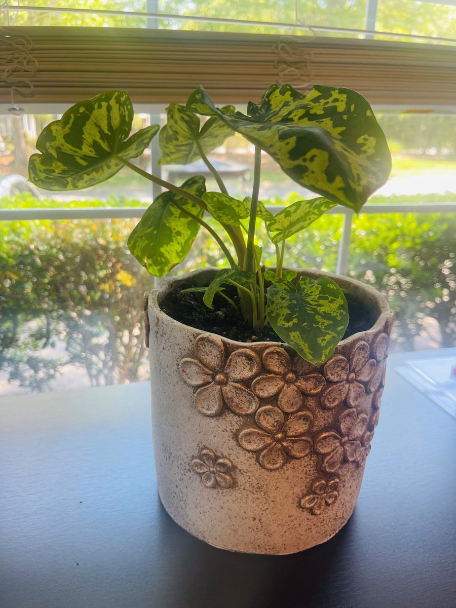 😃We'd like to introduce Crowne Club's newest employee- Beatrice🍃 - aka 'Bee'🐝. Thank you to the Plant Bus!!!!!
#crowneclub #apartmentliving #lovewhereyoulive #plants #plantladies #winstonsalem #wsnc
