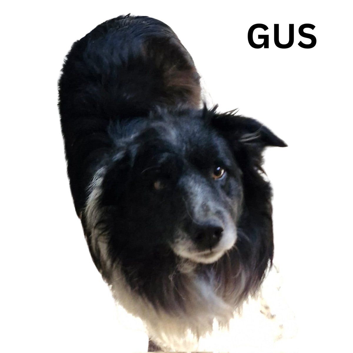 🐾NEW ARRIVAL🐾 GUS was another emergency admission today seized from a farm by environmental protection He is so majestic & has a lovely fluffy coat. He needs a good groom but hes a good boy. He prefers females and around 6 yrs old. Welcome GUS, you are safe now at CollieHQ
