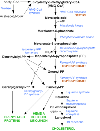 HMG-CoA reductase = enzyme in rate limiting step of  mevalonate pathway (metabolic pathway for synthesis of cholesterol, coenzyme Q10, isoprenoids & others); Cholesterol: vital component of cell membranes, cell signaling, synthesis of steroid hormones and bile acids