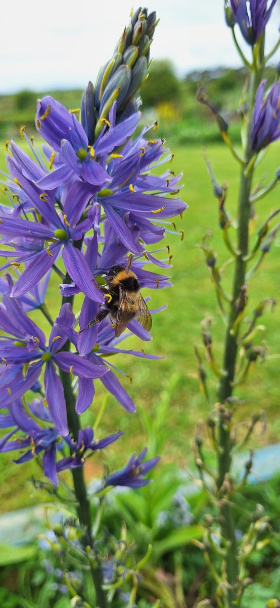 There are quite a few bumblebees at the camassia today.