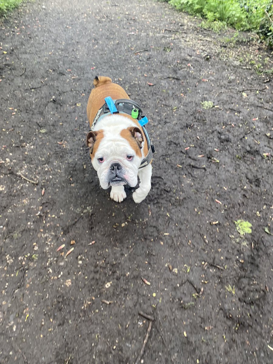A nice stroll without any 🌧️ today on the disused railway #OffLead #TreatsAllTheWay 🐶 #HarryTheBulldog #Dog #WoofWoof 🐾 #Bulldogs #DogsOfTwitter #SuperSaturday #SaturdayVibes