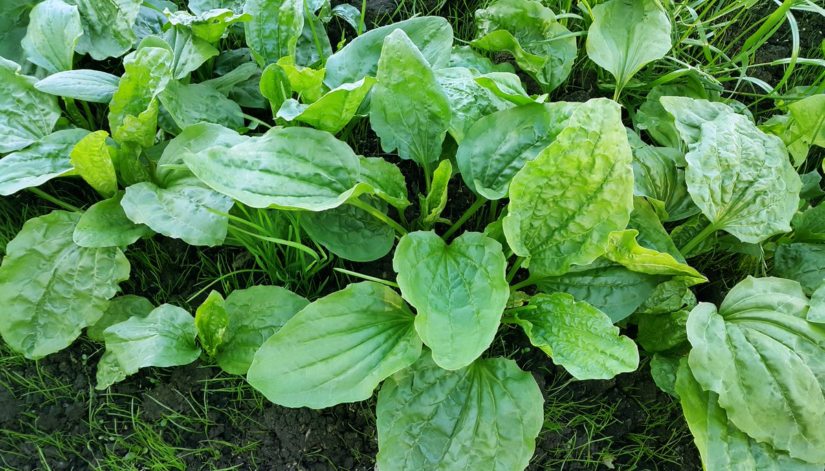 Dandelion, plantain, mallow... so many medicinal herbs grow as common weeds!🌱 What healing herbs are growing wildly around you?