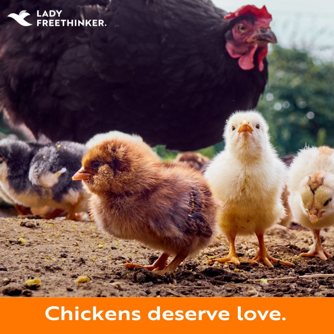 Happy #InternationalRespectForChickensDay! 🐔 Did you know that #chickens have complex communication and display empathy? Mother #hens have even been seen talking to their #eggs! Chickens deserve kindness. Show compassion for all beings by choosing #plantbased.