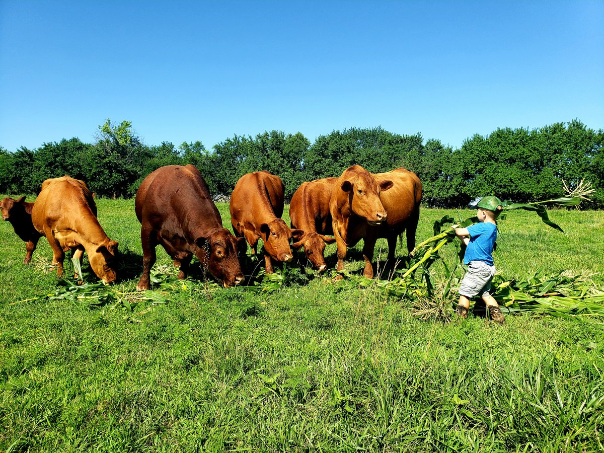 May is #BeefMonth! Missouri ranks third in the number of beef cows at 1.84 million head. We are a proud beef producing state. #BeefMonth #growMore