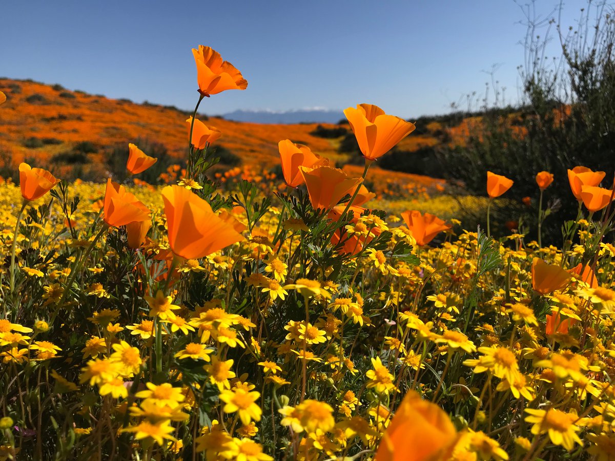 Fields of wildflowers paint the hills yellow and orange at California’s Santa Rosa and San Jacinto Mountains National Monument. Have a beautiful weekend! Photo by Doug Herrema / @blmnational