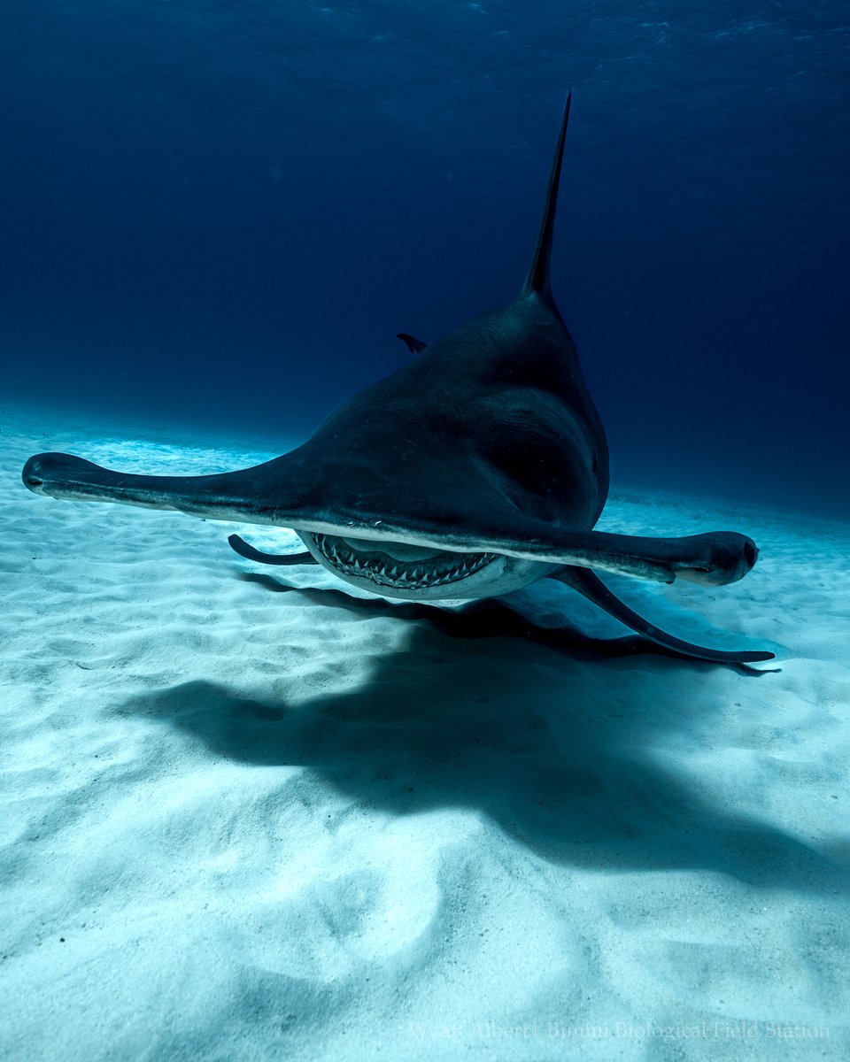 That’s a wrap!! We had numerous courses join the Shark Lab and see these amazing sharks up close and personal. It was also our pleasure collaborating with @Biminiscubacenter on these excursions. 📸: Wyatt Albert