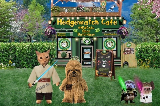 Just arrived at the Hedgewatch Cafe, and I brought along a friend. Everyone, meet Baby Chewy! #HWCafe