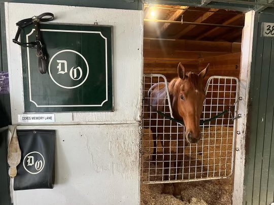 It’s #KyDerby day 🐎 In honor of the 150th @KentuckyDerby, meet Odies Memory Lane, a 2 year old who placed 3rd in her very first start yesterday at Santa Anita Park. How cool is that? Go get ‘em, Odies Memory Lane! @odiesnashville
