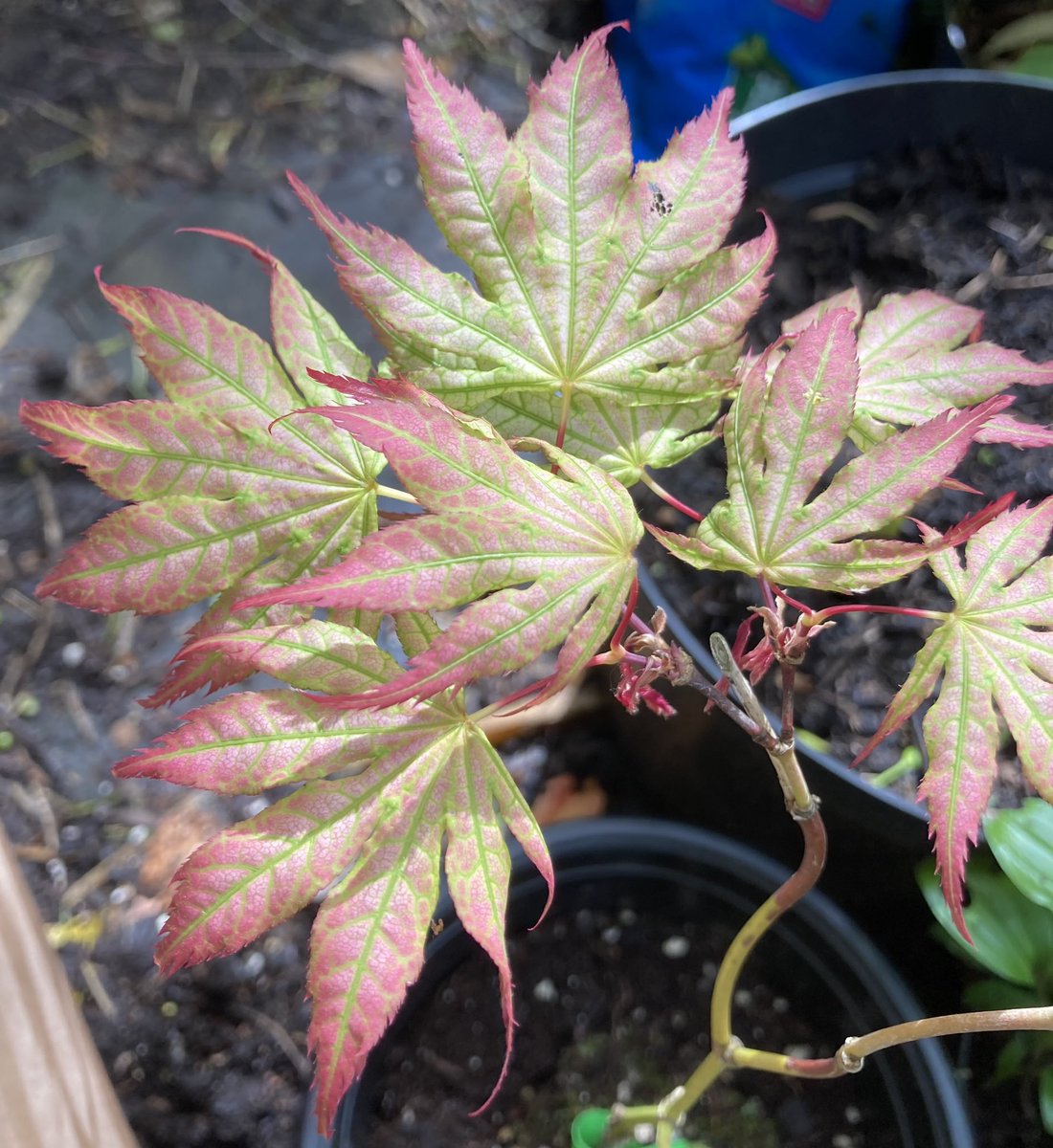 New Acer ‘Peaches and Cream’, because I have been good.* *relatively good.