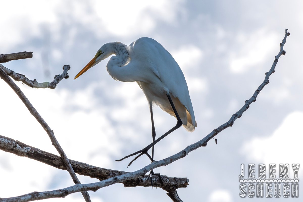 Great Egret / Garza Real (Ardea alba) Añasco River Delta, Puerto Rico May 4, 2024 Nikon D7500 AF-S Nikkor 200-500mm F5.6E