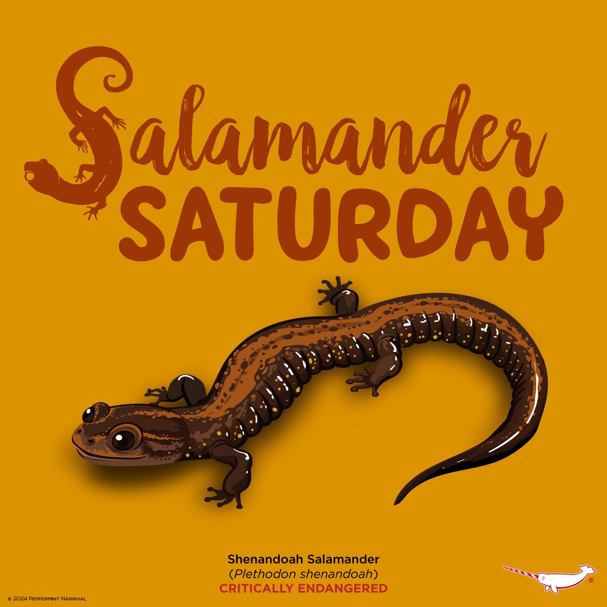 #SalamanderSaturday #ShenandoahSalamander #Salamander Merch: peppermintnarwhal.com/s/search?q=sal… More cool animal merchandise Shop #PeppermintNarwhal: peppermintnarwhal.com Int'l Shoppers visit our store on Etsy: etsy.com/shop/Peppermin… #Plethodon