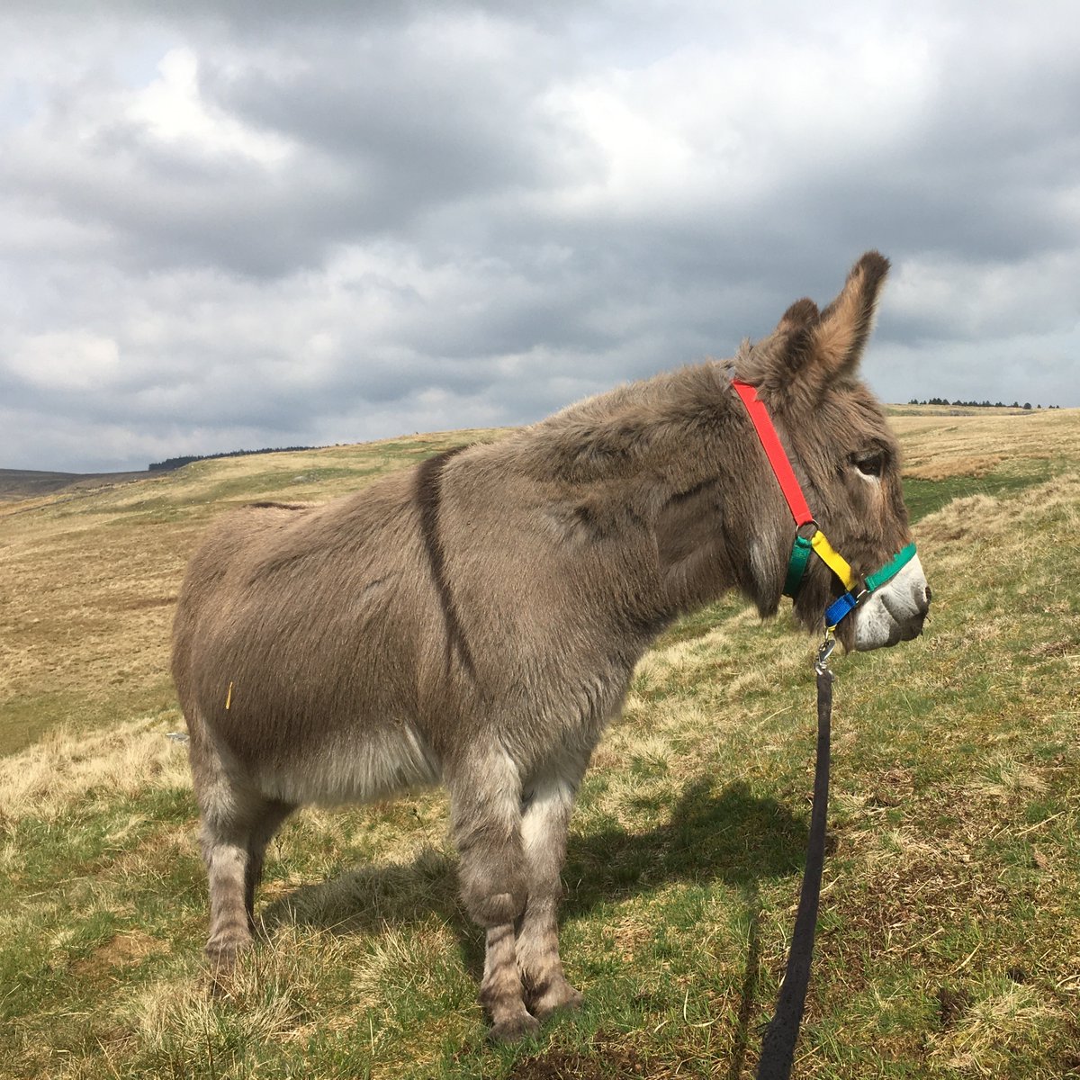 “Fell walking is great for their mental development as they have to constantly assess their environment.' 🗣️ Away from city life, donkeys Hamish and Dougal reap the benefits of some of the UK's most impressive fells in their Guardian home ➡️ bray.news/4a2kcrZ