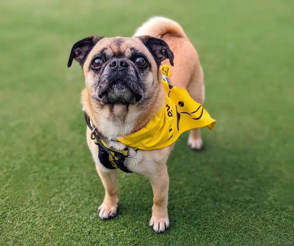 Happy May the 4th! Yoda is a happy lad who likes to explore new places! Yoda has 'Ben Solo' for some time now so we'd love to see him find a galaxy of his own. This sweet, affectionate Jedi will be an amazing addition to the right home💛 @DTCardiff📍 bit.ly/4a2UjZc