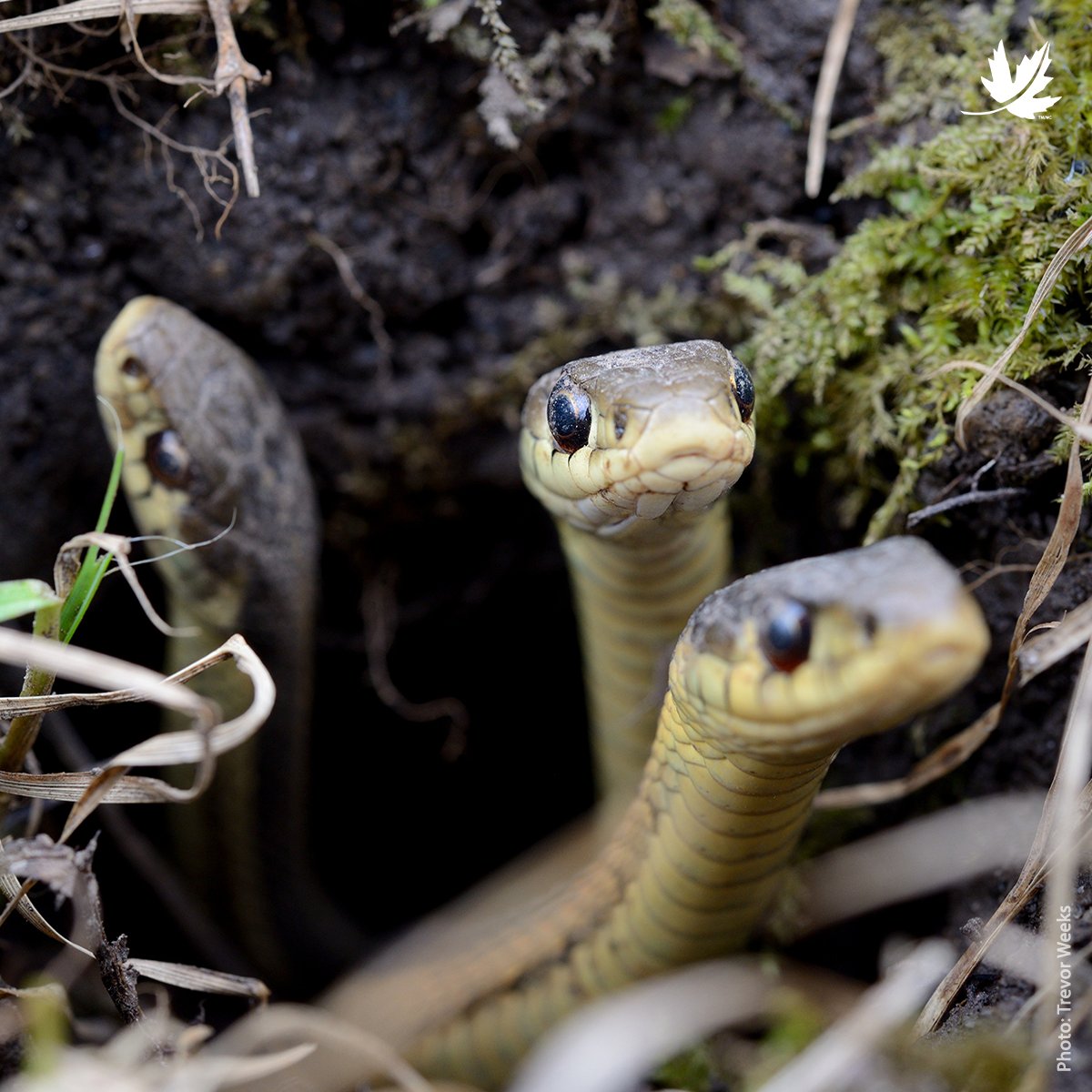 Caption this image! // Suggérez une légende pour cette photo! Photo: Eastern garter snake / La couleuvre rayée de l’Est; 📸: Trevor Weeks